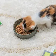 Söt matkattunge, 12 veckor gammal, mumsar i sig sin mat ur en skål. Bredvid ligger kattmatsförpackningar.