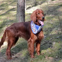 En ståtlig irish setter med blå scarf i skogen.
