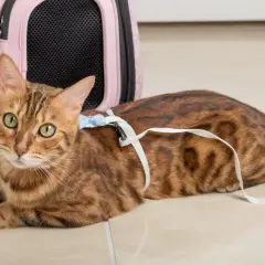 Brun bengalisk katt med gröna ögon ligger på golvet med en vit sele och koppel. Bredvid finns en rosa transportbur.