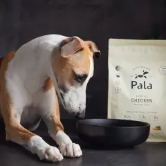 En hund tittar ner på en tom skål bredvid en påse hundfoder med kyckling.
