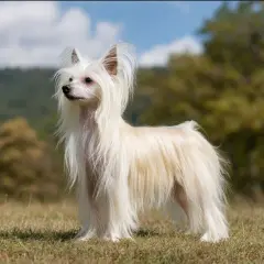 En elegant kinesisk nakenhund med lång, vit päls står i gräset.