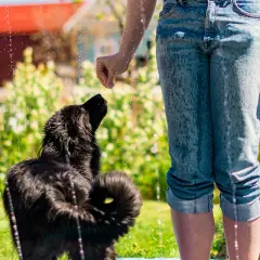 En person sprutar vatten på en svart hund i trädgården för att kyla ner hunden.