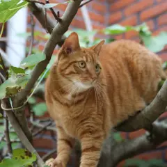 En orange randig katt sitter i ett träd. Dess blick är fokuserad på något utanför bild, vilket får en att undra om katter kan ha ADHD.