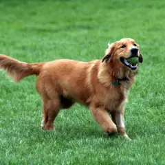 Glad golden retriever i full fart med en boll i munnen. En hund av golden retriever storlek som älskar att leka.