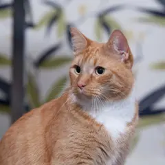 En orangefärgad katt med vita markeringar sitter framför en blommig bakgrund. Katten ser lite trött ut, som en sjuk katt.