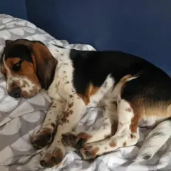 En söt bockhund vilar på en säng med mönstrat påslakan. Hunden har bruna, svarta och vita fläckar.