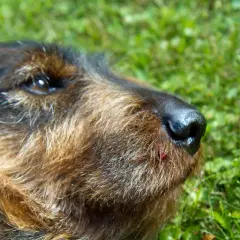 En hund med en liten skada vid nosen, som en giftig padda, ligger i gräset.
