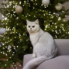 En vit katt sitter på en soffa framför en julgran med ljus.