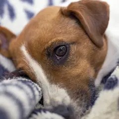 En hund med varm nos kurar ihop sig i en mjuk filt.