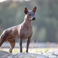 En ståtlig xoloitzcuintle stor står på stenar vid en sjö.