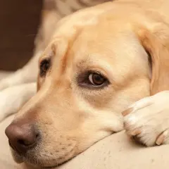 En gul labrador ligger och vilar, med en fundersam blick. Kastrera hund ålder är en viktig fråga för många hundägare.