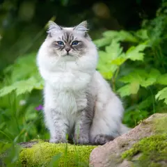 En majestätisk Neva Masquerade-katt med isblå ögon sitter i en grönskande trädgård, omgiven av mossa och stenar.