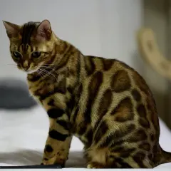 En ståtlig katt bengal med sina karakteristiska fläckar sitter på en vit yta.