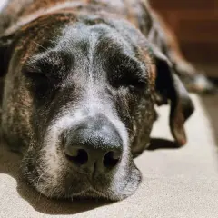 En gammal hund sover mycket. Den brindlefärgade hunden vilar i solen, med slutna ögon och en fridfull min.