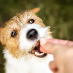 En söt hund får en godbit, kanske en bit majskolv.