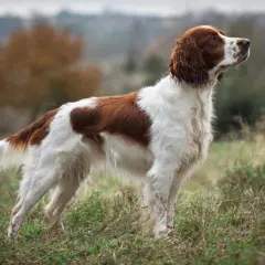 En stolt welsh springer spaniel står i gräset, med sin vackra vit-bruna päls och uppmärksamma blick.