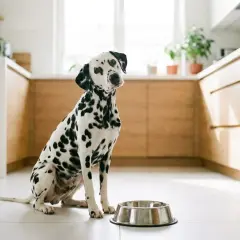 Dalmatiner sitter vid en tom matskål i ett modernt kök, redo för sitt spannmålsfria hundfoder bäst i test.
