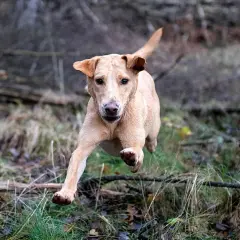 En ljusbrun hund i full fart genom skogen, redo för sitt råfoder.