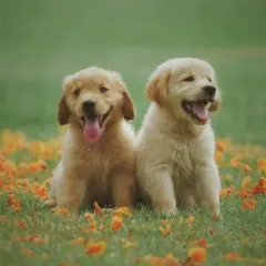 Två glada golden retriever-valpar sitter i gräset bland höstlöv. Perfekta hundnamn på o: Oden och Odin.
