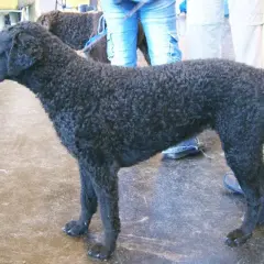 En curly coated retriever med lockig päls. En drömhund för många, men kan vara en utmaning vid allergi.
