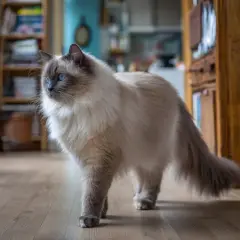 En vacker ragdoll vs birma katt med blå ögon står på ett trägolv.