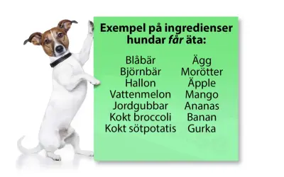 En hund lutar sig mot en grön skylt med texten "Exempel på ingredienser hundar får äta:", där morötter listas som en av dem.