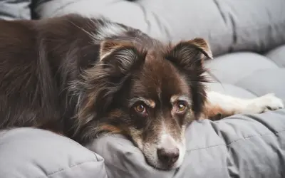 En brun hund vilar på en grå kudde. Ett hotell med djur där hunden verkar trivas.
