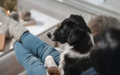 En hund dålig i magen vilar på någons knä. Personen har jeans och tjocka strumpor.