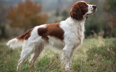 En stolt welsh springer spaniel står i gräset, med sin vackra vit-bruna päls och uppmärksamma blick.