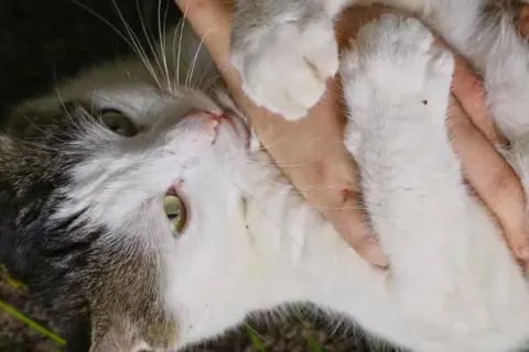 En närbild på en katt som ligger på rygg, med en hand som smeker den. Kattens svans viftar på svansen i en lekfull gest.