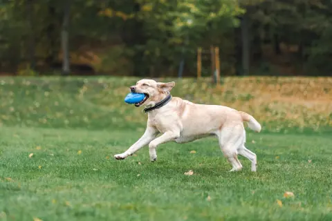 Glad labrador springer med blå leksak i munnen på en grön gräsmatta. En hund som får fiberrik mat mår bra!