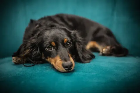 En långhårig tax vilar på en turkos soffa. Den ser lite ledsen ut, kanske saknar den sin familj vid delad vårdnad hund.