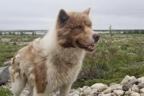 En ståtlig kanadensisk eskimohund med brun och vit päls står i ett stenigt landskap med grön vegetation och en sjö i bakgrunden.