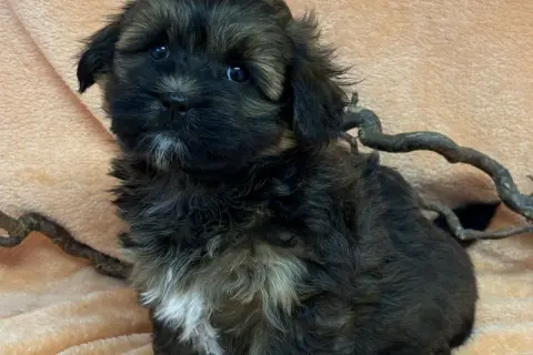 En söt bichon frisé svart valp med stora ögon sitter på en mjuk, persikofärgad filt.