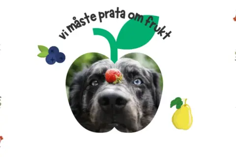 En hund med en jordgubbe på nosen, inramad av frukt. Texten "vi måste prata om frukt" svävar ovanför. En plommon hund som väntar på sin frukt.