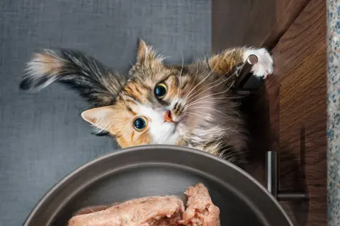 En katt med stora ögon tittar ner på en skål med helfoder.