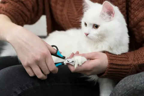 En person klipper klorna på en vit katt.
