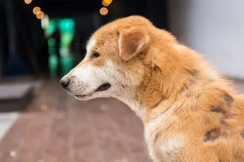 En hund med pälsförlust och fläckar, potentiella valpsjuka symtom.