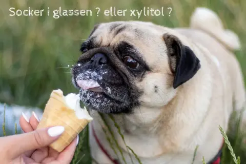 En mops slickar glass, men var försiktig, xylitol är farligt för hundar.