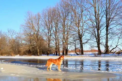 En vacker vinter hund står på isen vid en frusen sjö, omgiven av kala träd under en klarblå himmel.