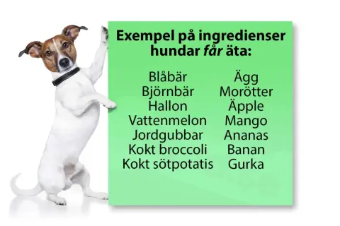 En hund lutar sig mot en grön skylt med texten "Exempel på ingredienser hundar får äta:", där morötter listas som en av dem.
