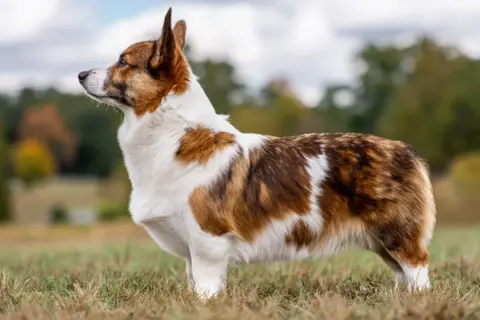 En ståtlig corgi med vackert tigrerad päls och en kort, nästan osynlig corgi svans, står i gräset.