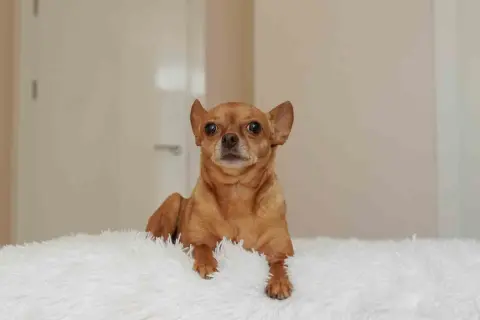 En brun chihuahua ligger på en vit, fluffig yta. Kanske är det dags att få hund att gå upp i vikt med extra god mat?