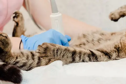 En veterinär gör ultraljud på en gravid katt för att se hur ungarna mår.