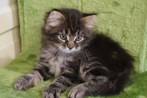 En söt sibirisk skogskatt-kattunge med randig päls sitter på en grön matta.