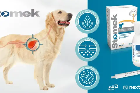 Golden retriever med illustration av magen. Stomek hjälper vid tarminflammation hund symptom, reglerar magsyra och skyddar tarmen.