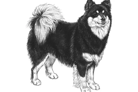 Teckning av en finsk lapphund med fluffig svans. Hundens vikt är typisk för rasen, ca 15-25 kg.