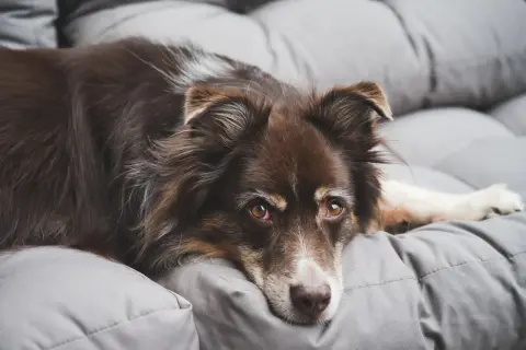 En brun hund vilar på en grå kudde. Ett hotell med djur där hunden verkar trivas.