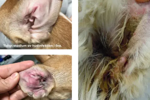 Hundöron visar tidiga, senare och långt gångna stadier av hudinfektion. En hund med dermatit i örat kan behöva veterinärvård.
