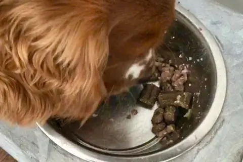 En hund spyr upp maten ur sin matskål.
